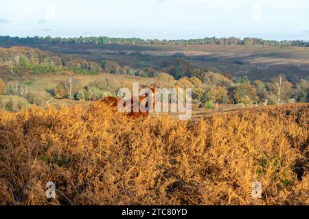 Pony at Mogshade Hill in the New Forest National Park, Hampshire, England, Uk Stock Photo