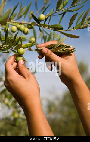 Manual olive harvesting in Sicily, Italy Stock Photo
