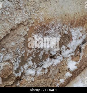 White mold on the wall in a damp basement or dungeon. Selective focus Stock Photo