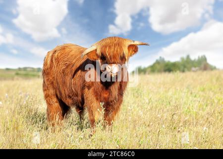 Cute highland cow sticking his tongue out licking his nose with buttercup in mouth in a spring meadow Stock Photo