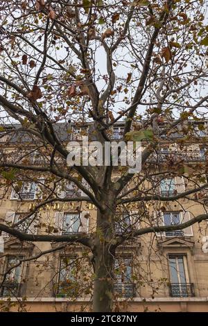 Paris, France, 2023. The golden letters on the façade of the Banque de France are shining through the foliage of a plane tree (Platanus) (vertical) Stock Photo