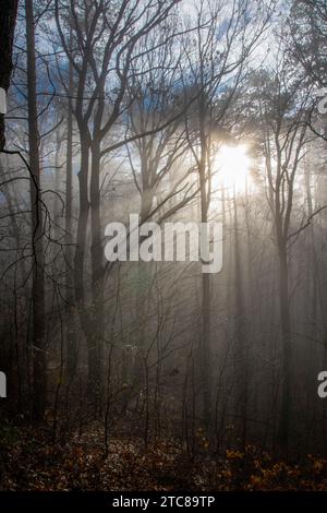 Misty foggy forest during the sunset. Magical mysterious scene Stock Photo