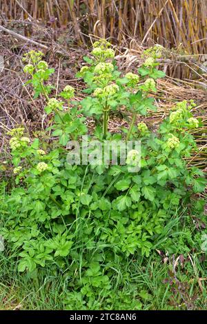 Alexanders or horse parsley (Smyrnium olusatrum) is an edible biennial plant native to Europe. This photo was taken in Vilaut, Girona province, Catalo Stock Photo