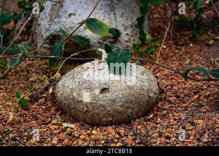 Hottentot bread or kambroo (Fockea edulis) is a caudiciform plant native to southern Africa. Its root are edible. Stock Photo