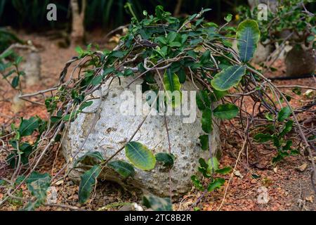 Hottentot bread or kambroo (Fockea edulis) is a caudiciform plant native to southern Africa. Its root are edible. Stock Photo