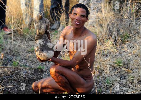 Hottentot bread or kambroo (Fockea edulis) is a caudiciform plant native to southern Africa. Its root are edible. San or bushman people. This photo wa Stock Photo