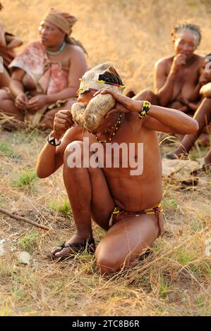 Hottentot bread or kambroo (Fockea edulis) is a caudiciform plant native to southern Africa. Its root are edible. Sun or bushman people eating root. T Stock Photo