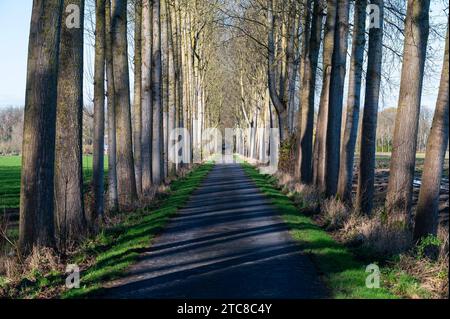 Straight birch avenue in the forests of Meise, Flemish Brabant Region, Belgium Credit: Imago/Alamy Live News Stock Photo