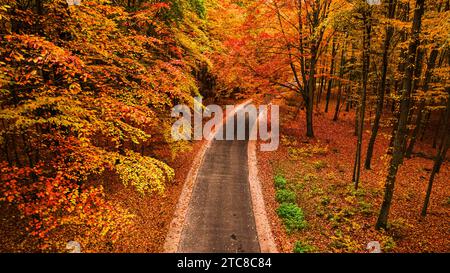 Stunning forest in fall with different colored types of trees. Autumn forest in Poland Stock Photo