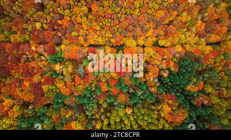 Amazing forest in the fall with different colored types of trees. Aerial view of wildlife. Stock Photo