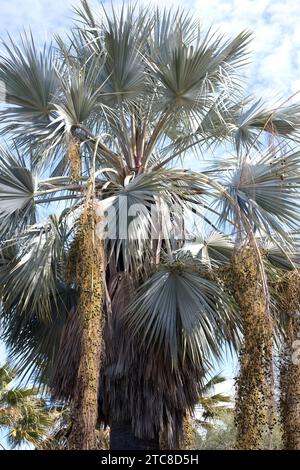 Mexican blue palm (Brahea armata) is a palm endemic to Baja California, Mexico. Stock Photo