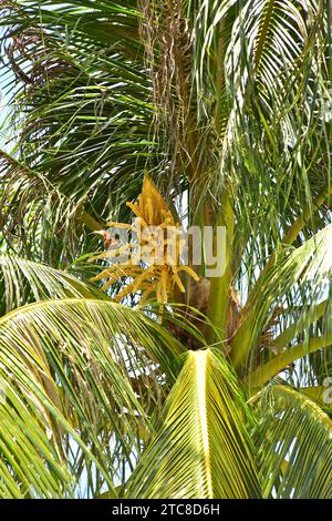 Coconut palm or coconut tree (Cocos nucifera) is a palm originary from Indo-Pacific but widely naturalizated in all the tropical coasts. Inflorescence Stock Photo