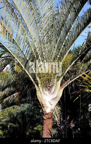 Triangle palm (Dypsis decaryi) is a palm native to Madagascar rainforests. Stock Photo