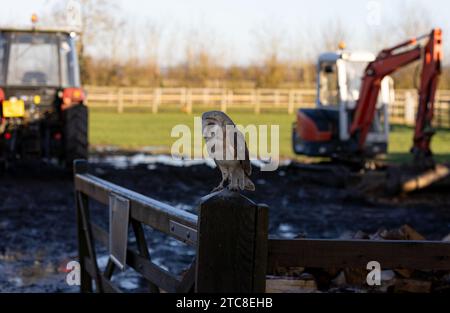 An owl perched on a wooden post near a tractor in a rural landscape. Stock Photo