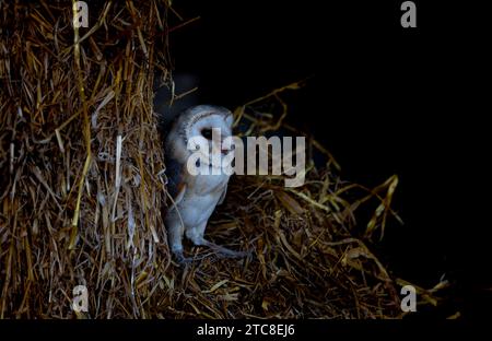 A majestic barn owl perched atop a bundle of dry straw in an old wooden barn Stock Photo