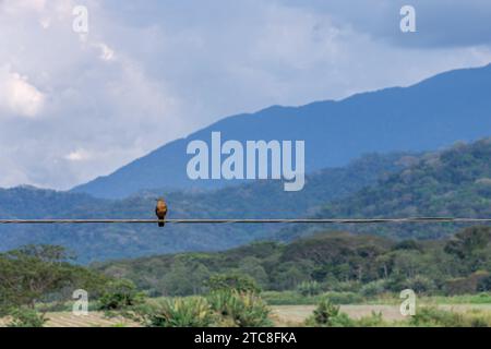 A small bird perched on a wire with large mountains and clouds in the background.  Selective focus on the bird.  Ample copy space if needed. Stock Photo