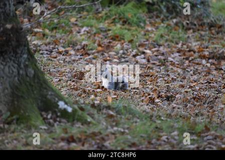 Grey Squirrel (Sciurus carolinensis) Sitting Up in Left-Profile, Middle of Image, on Woodland Floor Covered with Autumn Leaf Litter, Holding an Acorn Stock Photo