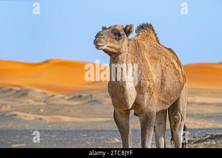 Dromedary camel (Camelus dromedarius) in Erg Chebbi in the Sahara Desert near Merzouga, Drâa-Tafilalet, Errachidia, Morocco Stock Photo