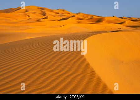 Sand ripples on wind-swept sand dune of Erg Chebbi in the Sahara Desert at sunset near Merzouga, Drâa-Tafilalet, Errachidia, Morocco Stock Photo
