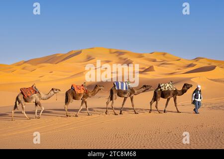 Berber cameleer leading caravan of dromedary camels through sand dunes of Erg Chebbi, Sahara Desert near Merzouga, Drâa-Tafilalet, Errachidia, Morocco Stock Photo