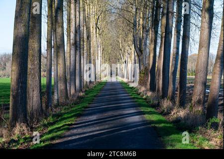 Straight birch avenue in the forests of Meise, Flemish Brabant Region, Belgium Stock Photo