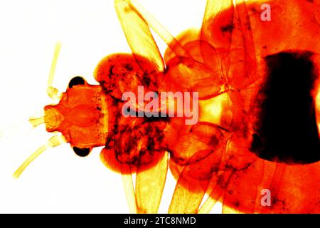 Common bed bug (Cimex lectularius) is a parasitic insect that feeds exclusively on human blood. Is a disease vector. Light microscope X50 at 10 cm wid Stock Photo
