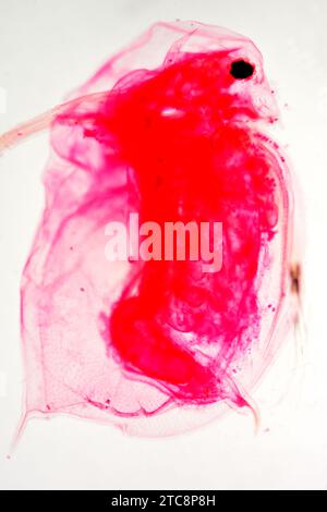 Water flea (Daphnia sp.) is a planktonic crustacean. Light microscope X50 at 10 cm wide. Stock Photo