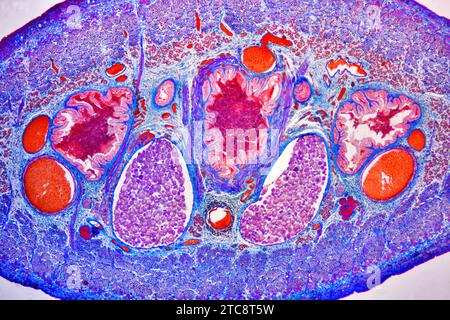 European medicinal leech (Hirudo medicinalis) cross section showing cuticle, epidermis, circular and longitudinal muscles, haemocoelomic chanel, intes Stock Photo