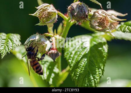 Honey bee (Apis) sitting on raspberry (Rubus idaeus), flowers and unripe fruit, Baden-Wuerttemberg, Germany Stock Photo