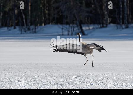 Crane (Grus grus) hopping with spread wings in the snow, beak open, winter, behind group of trees, Northern Finland, Finland Stock Photo