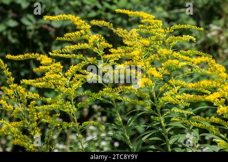 Giant goldenrod (Solidago gigantea), also known as tall goldenrod, yellow flowering, Baden-Wuerttemberg, Germany Stock Photo