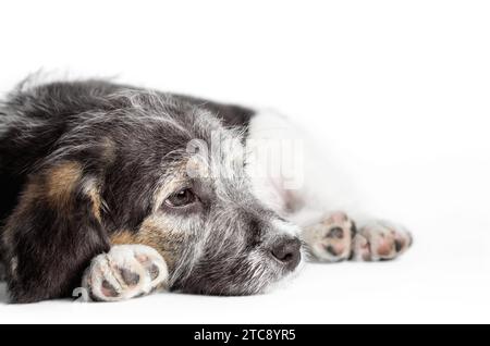 Dreaming mongrel puppy on a white background isolated close up Stock Photo