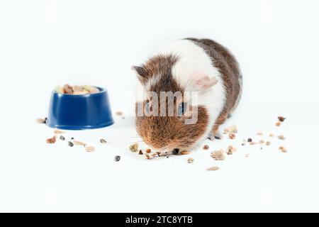 White and brown guinea pig eats its food from a blue bowl on a white background Stock Photo