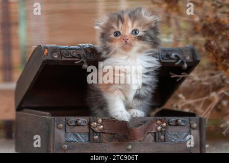 Scottish fold tricolor tabby kitten inside decorative dower chest on a rustic background Stock Photo