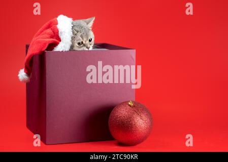 Christmas silver british shorthair cat in santa hat in burgundy box on red background Stock Photo