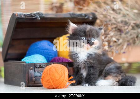 Funny scottish fold tricolor kitten near decorative dower chest with multicolored balls of wool on a rustic background Stock Photo