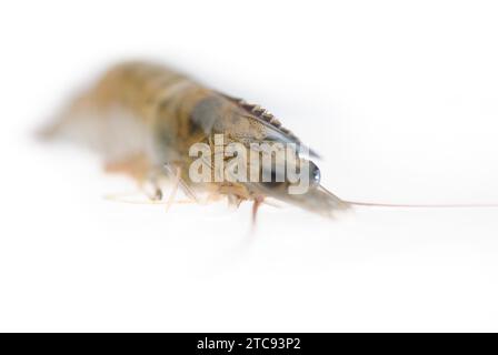 Raw fresh alive shrimp, macro, extreme closeup isolated over white background Stock Photo