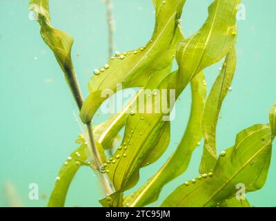 Submerged leaves of Potamogeton praelongus aquatic plant Stock Photo