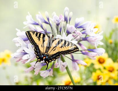 Macro of a western tiger swallowtail butterfly (papilio rutulus) on an agapanthus flower. Top view with wings spread open. Stock Photo