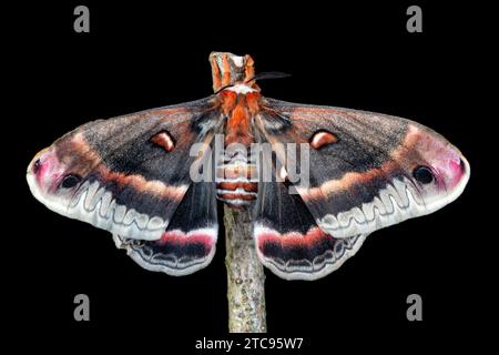 Top side of a female hyalophora cecropia / giant silk moth on a branch with wings spread, on a black background. Stock Photo