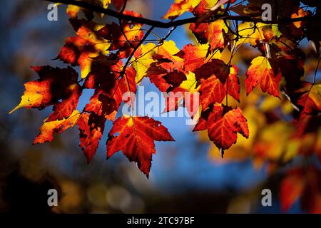 Autumn leaves in Tree. Autumn background Stock Photo