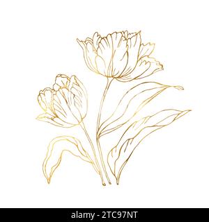Tulips flower with leaves, hand drawn vector illustration isolate illustration Stock Vector