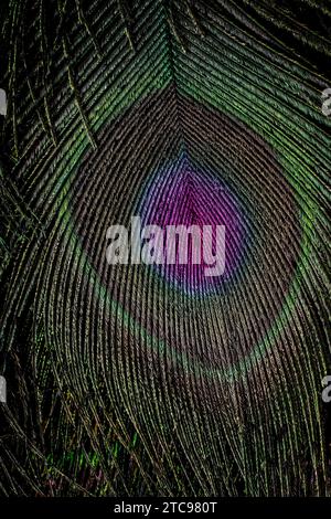 A close-up image of a vibrant peacock feather, featuring intricate patterns in its multicolored plumes Stock Photo