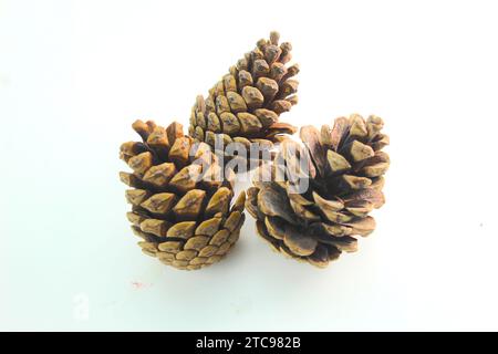 A close up photo of three brown Christmas pinecones on a white surface. Stock Photo