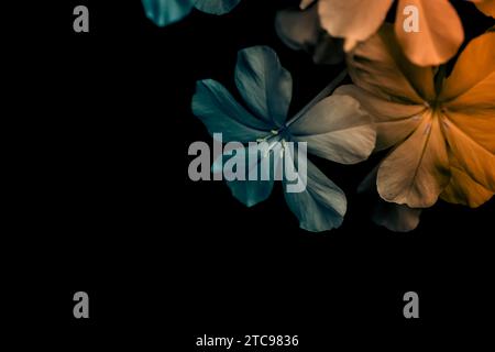 A vibrant display of five distinct blooms with hues of yellow, pink, blue, purple, and white against a contrasting black backdrop Stock Photo