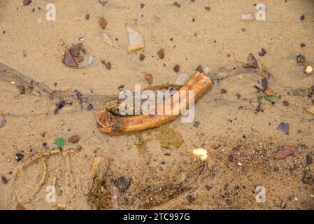 Dead Horse Bay in Brooklyn is a junkyard of old glass and horse bones. Stock Photo