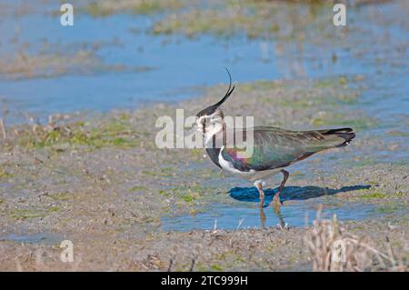 Northern Lapwing (Vanellus vanellus) feeding in water. Stock Photo