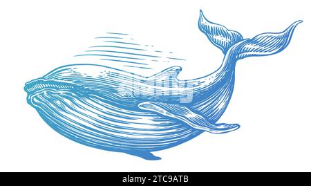 Hand drawn humpback whale. Vector illustration. Underwater animal sketch engraving style Stock Vector