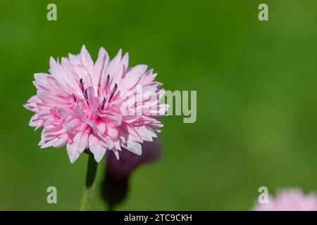 Close up of a pink cornflower (centaurea cyanus) in bloom Stock Photo