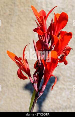 Red flowers of Canna indica, commonly known as Indian shot, African arrowroot, edible canna, purple arrowroot or Sierra Leone arrowroot, in soft focus Stock Photo